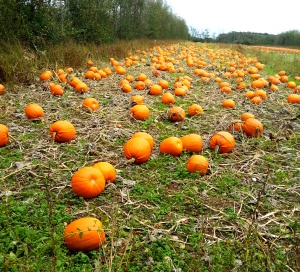 Pumpkin patch (Image: Sinead Fox)