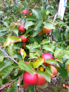 Trees laden with apples (Image: Sinead Fox)